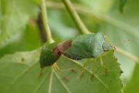 Palomena prasina