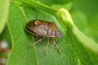Rubiconia intermedia