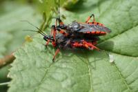 Rhynocoris annulatus