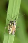 Leptopterna dolabrata