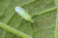 Malacocoris chlorizans