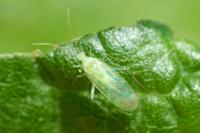 Malacocoris chlorizans