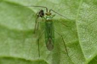 Blepharidopterus angulatus
