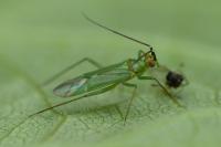 Blepharidopterus angulatus