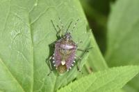 Dolycoris baccarum