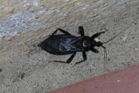 Reduvius personatus