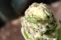 Lygocoris pabulinus