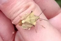 Carpocoris fuscispinus
