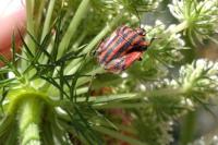 Graphosoma italicum italicum