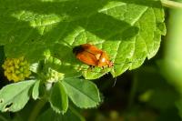 Deraeocoris ruber