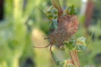 Coreus marginatus