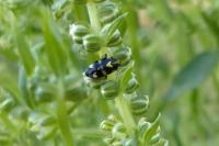 Liocoris tripustulatus