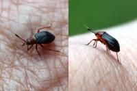 Capsus ater