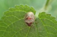 Stagonomus venustissimus