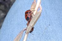 Eurydema ornata