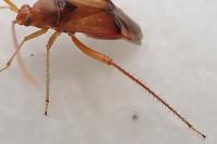 Megacoelum infusum