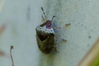 Stagonomus venustissimus