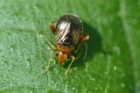 Halticus luteicollis