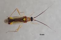 Campyloneura virgula
