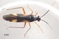 Globiceps flavomaculatus