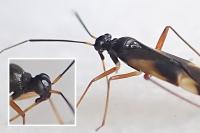 Globiceps flavomaculatus