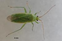 Orthotylus marginalis