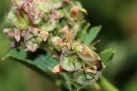 Adelphocoris lineolatus