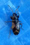 Megalonotus praetextatus