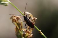 Adelphocoris seticornis