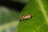 Campyloneura virgula