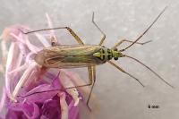 Oncotylus viridiflavus