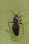 Adelphocoris seticornis