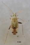 Compsidolon salicellum