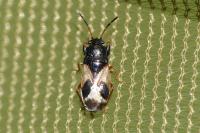 Megalonotus praetextatus