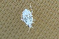 Deraeocoris lutescens