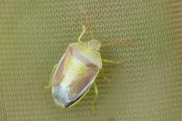 Piezodorus lituratus