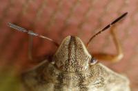 Eurygaster testudinaria