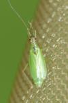 Teratocoris antennatus
