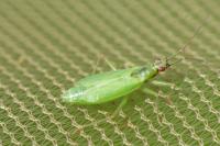 Teratocoris antennatus