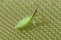 Teratocoris antennatus