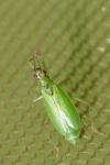 Teratocoris antennatus