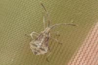 Syromastus rhombeus