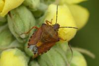 Carpocoris purpureipennis