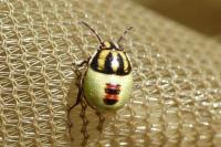 Piezodorus lituratus