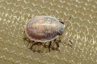 Odontotarsus purpureolineatus