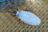 Catoplatus carthusianus