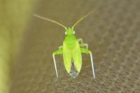 Eurycolpus flaveolus