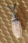 Copium clavicorne clavicorne