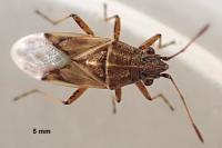 Nysius helveticus