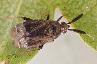 Mesopsallus mali